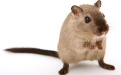 Desktop image. Animals. ID:78721