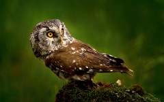 Desktop image. Animals. ID:78800