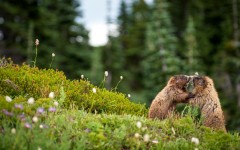 Desktop image. Animals. ID:78801