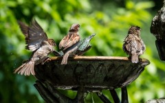 Desktop image. Animals. ID:78819