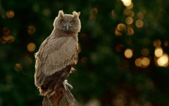 Desktop image. Animals. ID:78832
