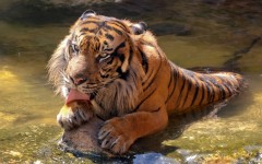 Desktop image. Animals. ID:78835