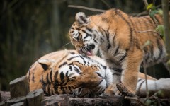 Desktop image. Animals. ID:78842