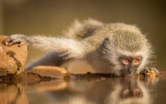 Desktop image. Animals. ID:78855