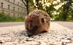 Desktop image. Animals. ID:78962
