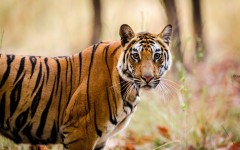 Desktop image. Animals. ID:78972