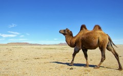 Desktop image. Animals. ID:79249