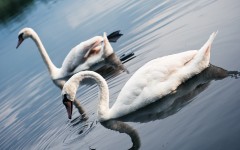 Desktop image. Animals. ID:79256