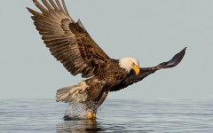 Desktop image. Animals. ID:79274