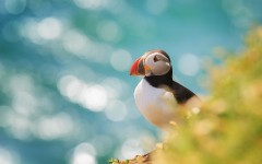Desktop image. Animals. ID:79276