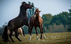 Desktop image. Animals. ID:79337