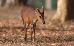 Desktop image. Animals. ID:79340