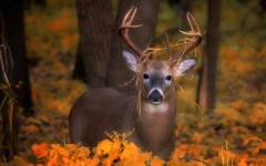 Desktop image. Animals. ID:79378