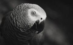 Desktop image. Animals. ID:79384