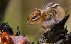 Desktop image. Animals. ID:79389