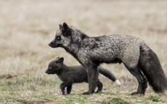 Desktop image. Animals. ID:79424