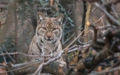 Desktop image. Animals. ID:79428