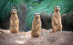 Desktop image. Animals. ID:79444