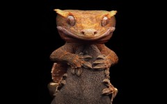 Desktop image. Animals. ID:79451