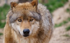 Desktop image. Animals. ID:79472
