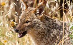 Desktop image. Animals. ID:79477