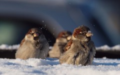 Desktop image. Animals. ID:79483