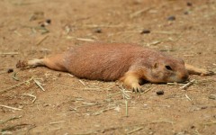 Desktop image. Animals. ID:79484