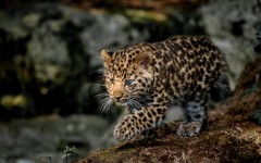 Desktop image. Animals. ID:79486