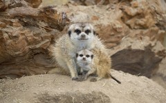 Desktop image. Animals. ID:79492