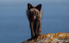 Desktop image. Animals. ID:79513