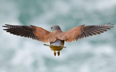 Desktop image. Animals. ID:79671