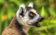 Desktop image. Animals. ID:79688