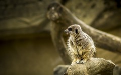 Desktop image. Animals. ID:79720