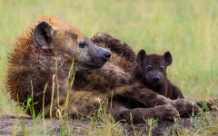 Desktop image. Animals. ID:79726