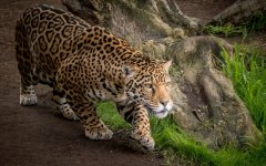 Desktop image. Animals. ID:93705