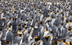 Desktop image. Animals. ID:79749
