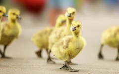 Desktop image. Animals. ID:79873