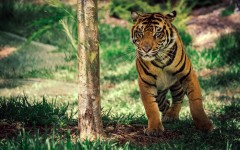 Desktop image. Animals. ID:79877