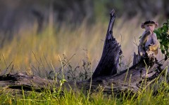 Desktop image. Animals. ID:79880