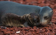 Desktop image. Animals. ID:79931