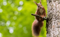 Desktop image. Animals. ID:79932
