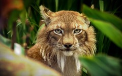 Desktop image. Animals. ID:79937