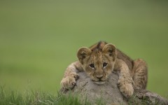 Desktop image. Animals. ID:79946