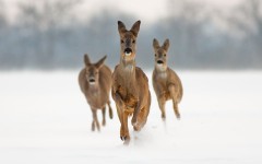Desktop image. Animals. ID:79996