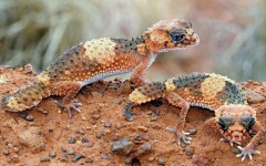 Desktop image. Animals. ID:80016