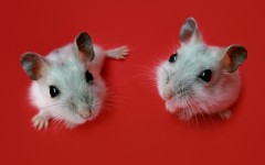 Desktop image. Animals. ID:80066