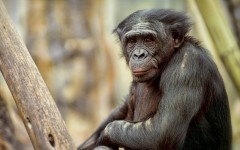 Desktop image. Animals. ID:80097