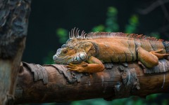 Desktop image. Animals. ID:80129