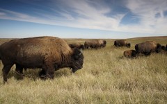 Desktop image. Animals. ID:80147
