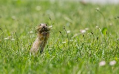 Desktop image. Animals. ID:80289